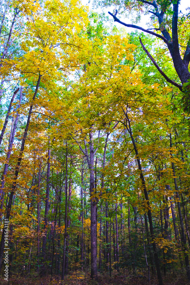 Fall at Deep Run Park Henrico, VA