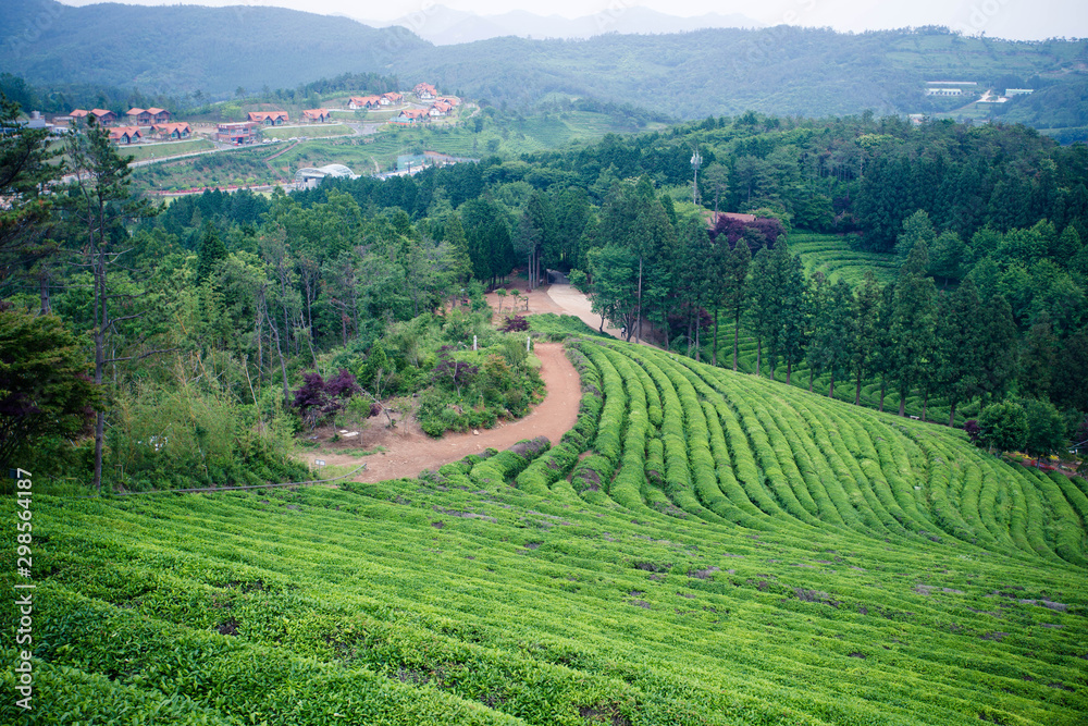 green tea farm Boseong, South Korea