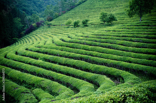 green tea farm Boseong South Korea
