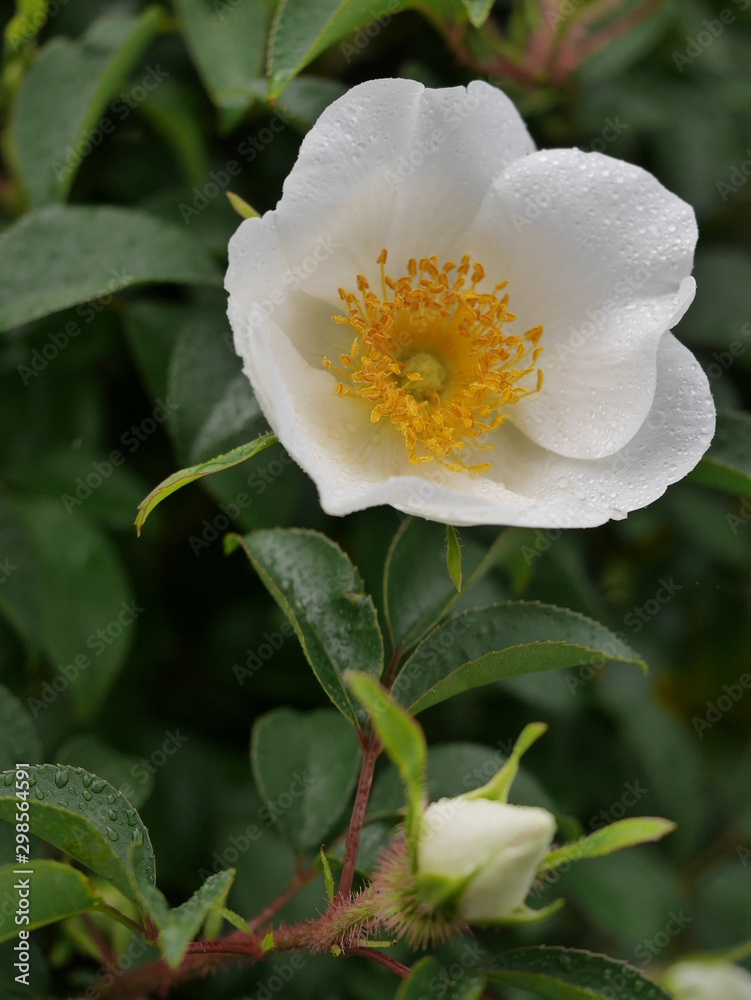 Fototapeta premium 春の花_白