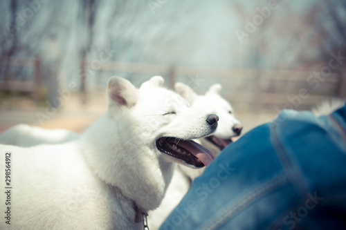 two white Jindo dogs on a bright spring day