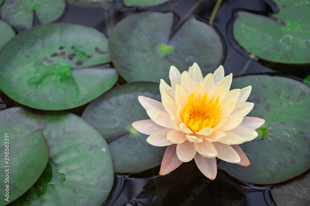 White lotus flowers in the pond White lotus flowers in the pond