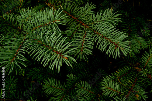 Beautiful fir branches. Close up. Wonderful background for your text. Christmas decoration. Winter holidays mood. Atmospheric still life. Creative layout made of Christmas tree branches.