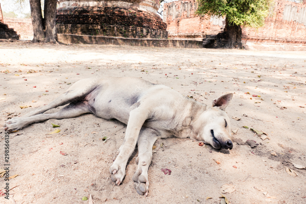 sleeping stray dog on sand in Ayutthaya, Thailand sleeping stray dog on sand in Ayutthaya, Thailand