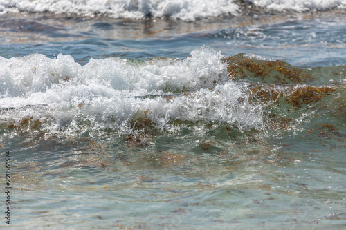 Caribbean coastline with sargassum and waves. photo