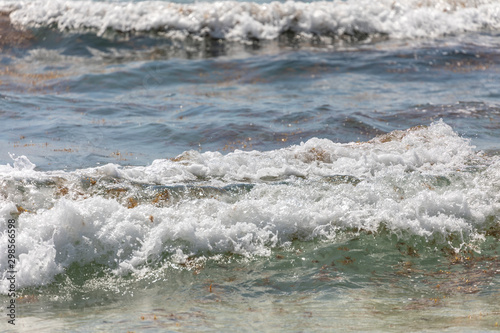 Caribbean coastline with sargassum and waves. photo