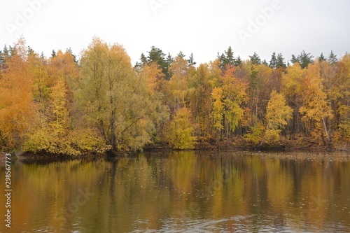 Golden leaves on the trees that came up to the water