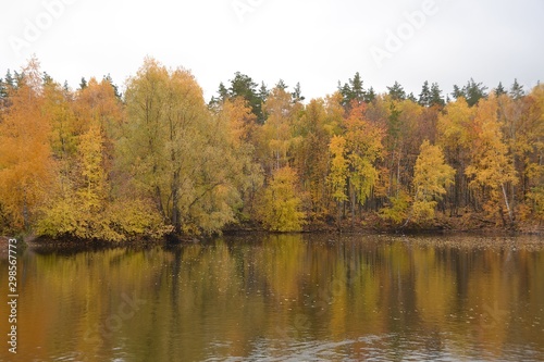 Golden leaves on the trees that came up to the water
