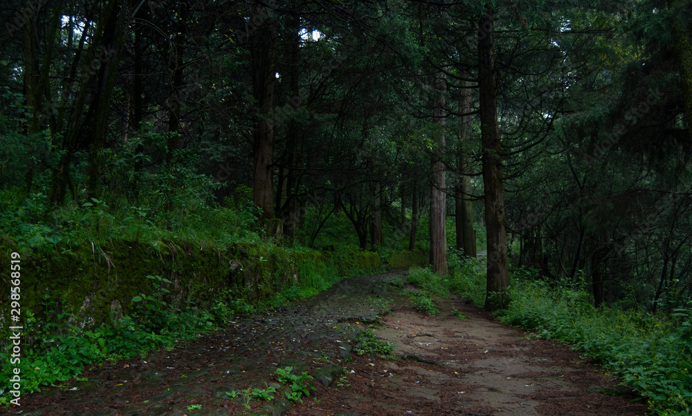Obraz premium path in the forest