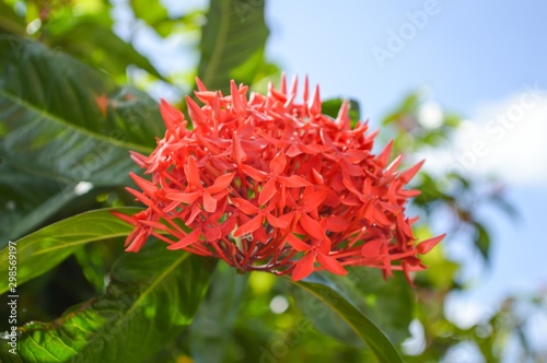 red Ixora coccinea flower in nature garden