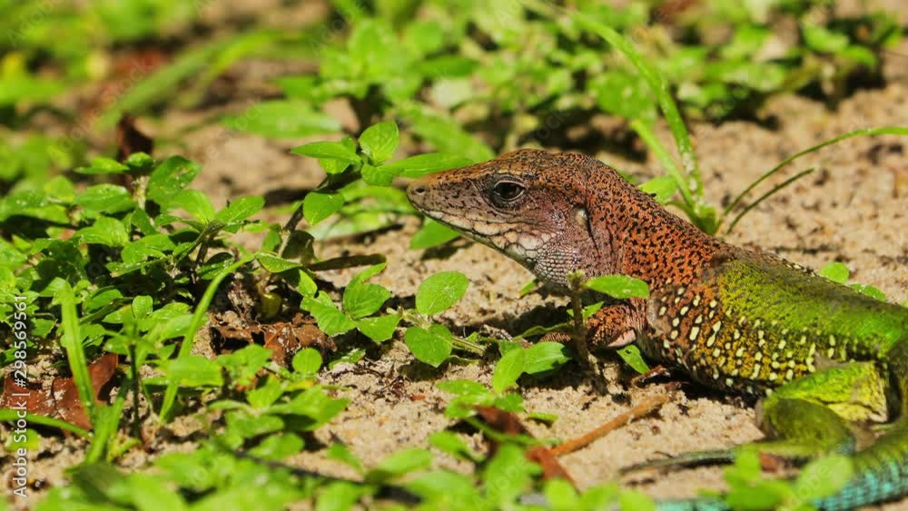 Medium shot of ameiva lizzard still on grass Medium shot of ameiva lizzard still on grass