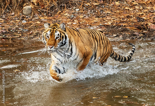 Siberian tiger in Water
