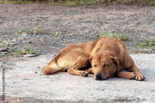 Foto Dog sleeping on the ground