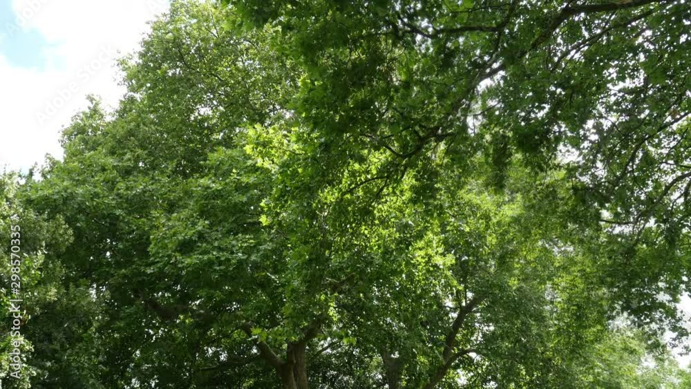 Forest Scenic - Nature Trees with Sun Shining Forest Scenic - Nature Trees with Sun Shining