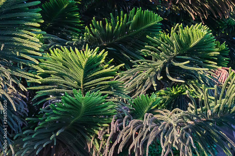 Fototapeta premium a large conifer tree called a norfolk island pine