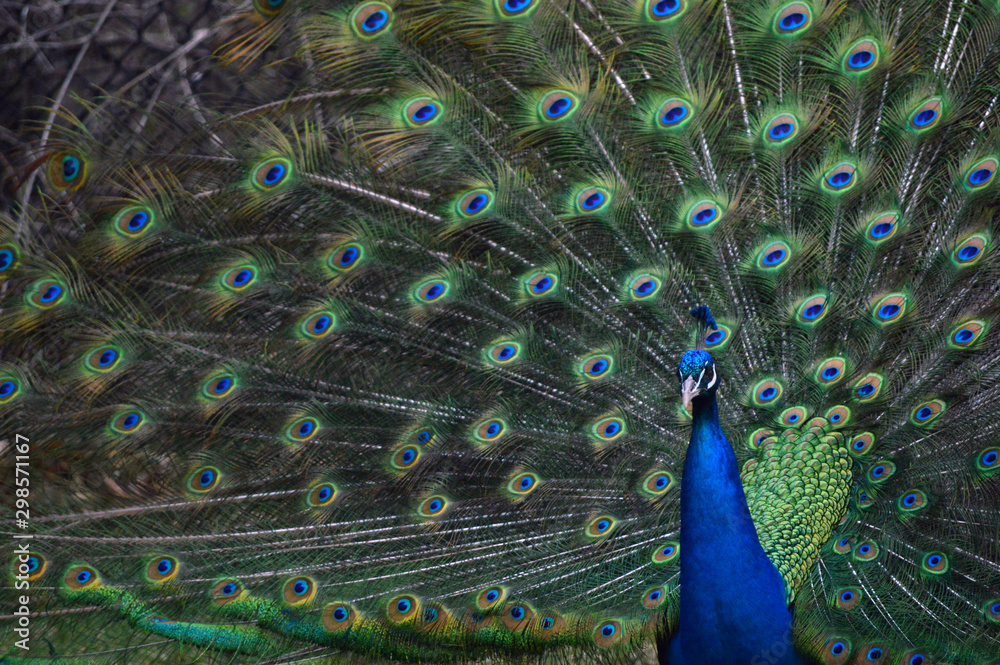 Obraz premium Peacock Feathers