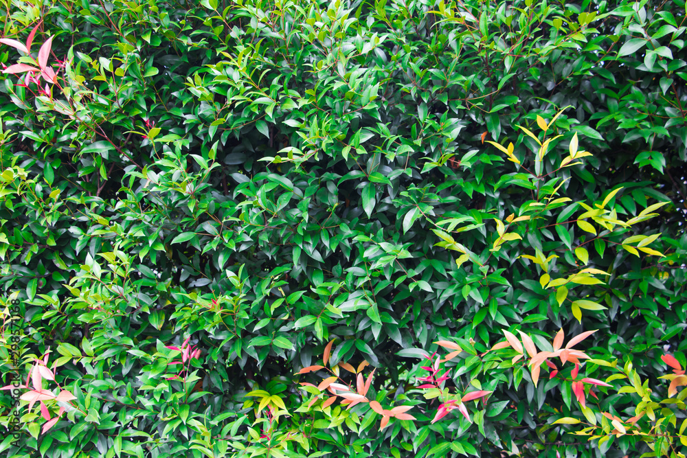Fototapeta premium Green leaf background has young leaves yellow and red in park.
