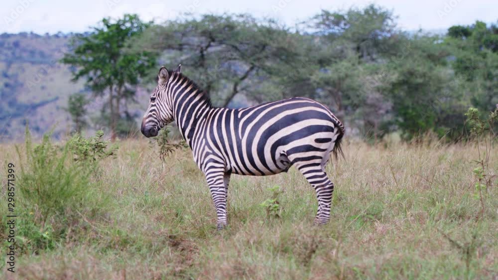 zebra in serengeti national park tanzania africa zebra in serengeti national park tanzania africa
