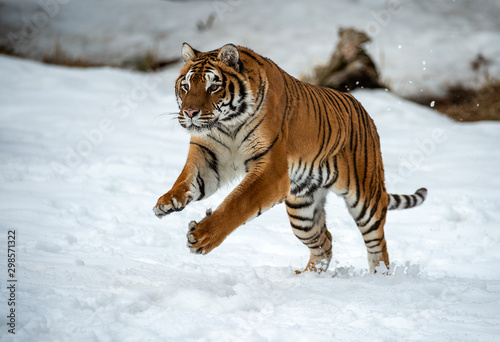 Siberian tiger in Snow © Chris