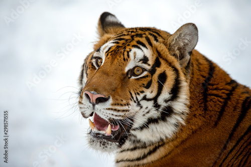 Siberian tiger in Snow