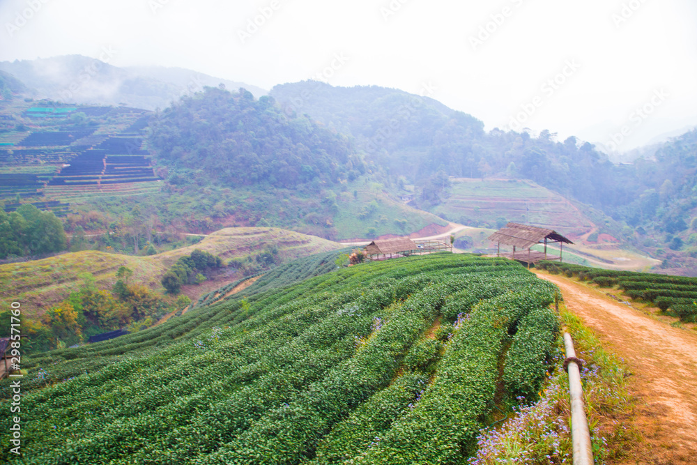 Green tea plantation field on mountain hill