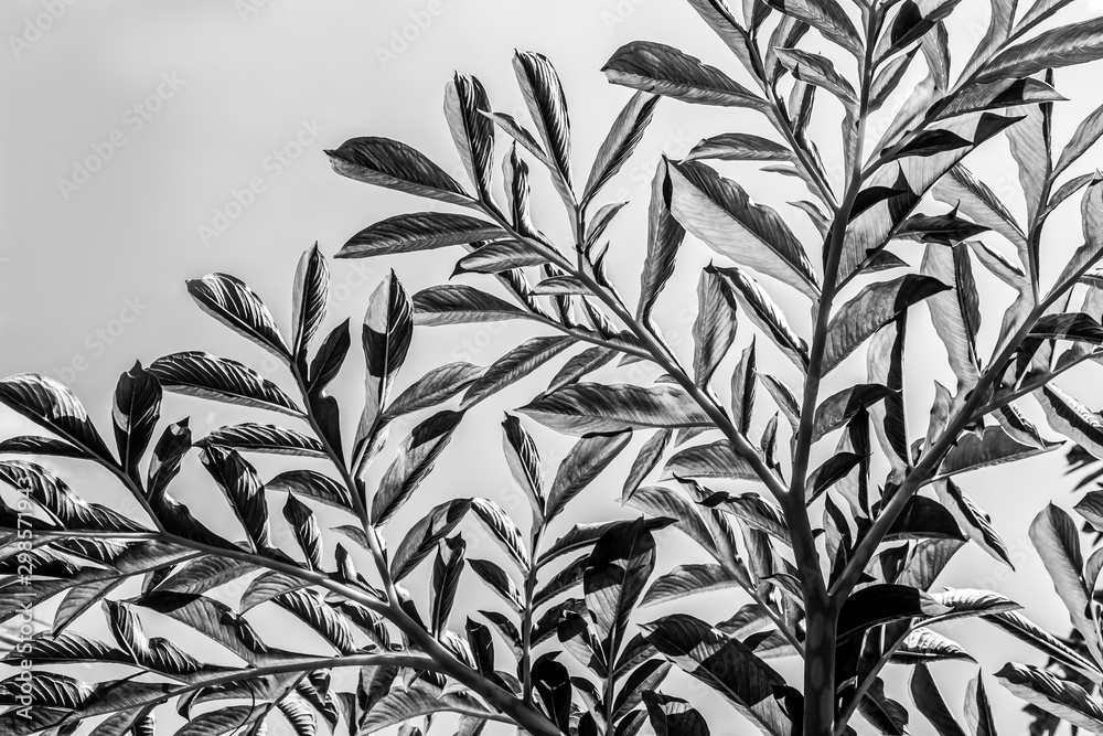 Abstract surface monochrome of leaves pattern on white and black background. Plant leaf fresh for backdrop. Abstract surface monochrome of leaves pattern on white and black background. Plant leaf fresh for backdrop.