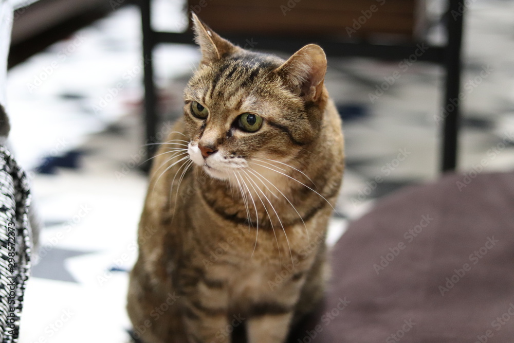 飼い主を見つめる猫 飼い主を見つめる猫