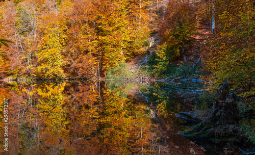 Reflection of colorful autumn trees in a lake