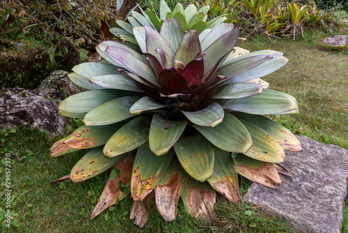 Fotografija Large Alcantarea  bromeliad from the side top showing the concentric leaves