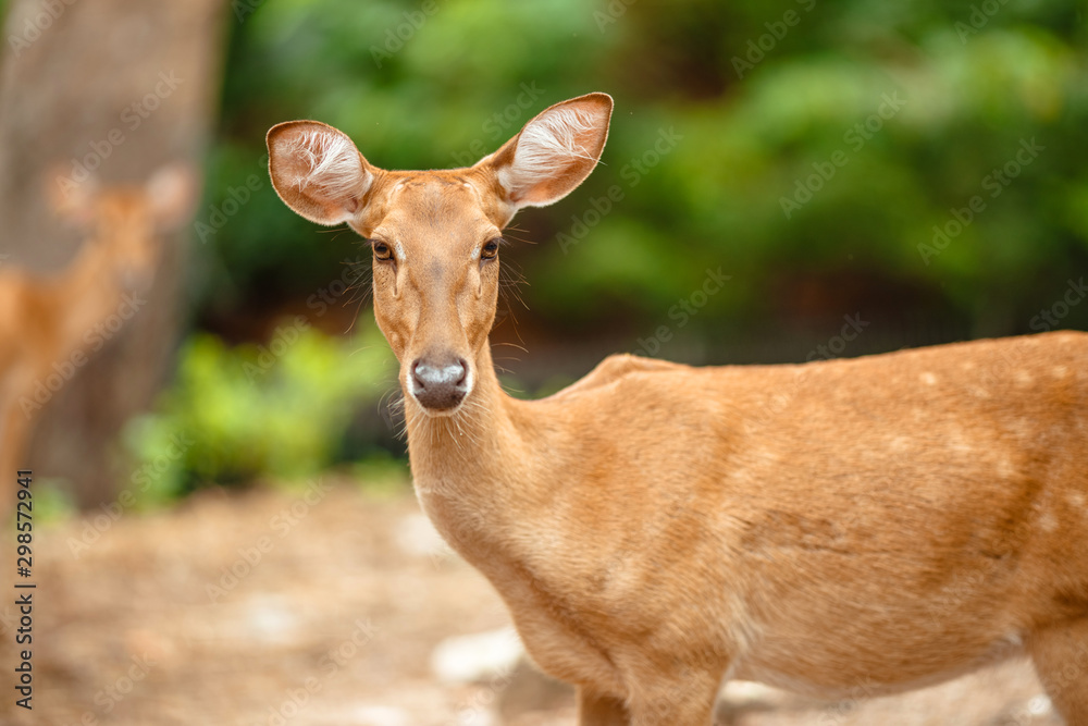 Portrait of a wild deer in the park Portrait of a wild deer in the park