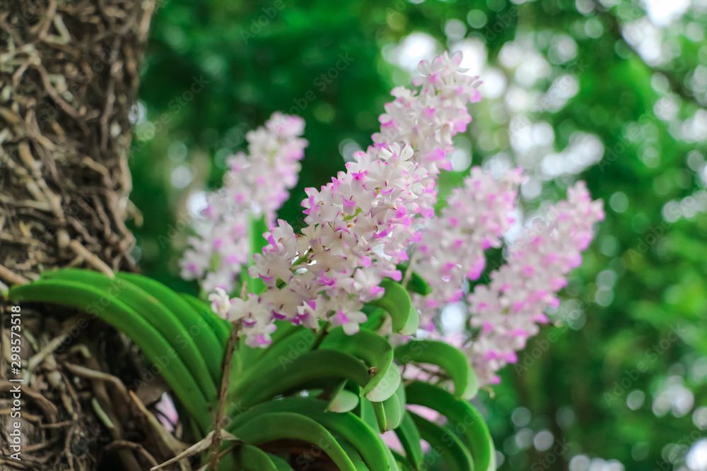 Beauty of Rhynchostylis gigantea orchid on blur background.