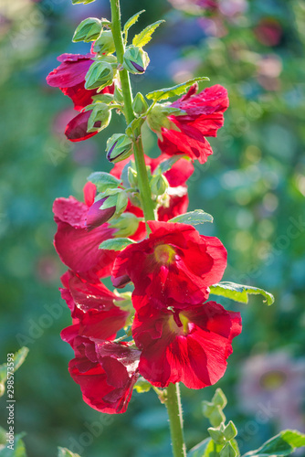 Red flowers of mallow in ba...