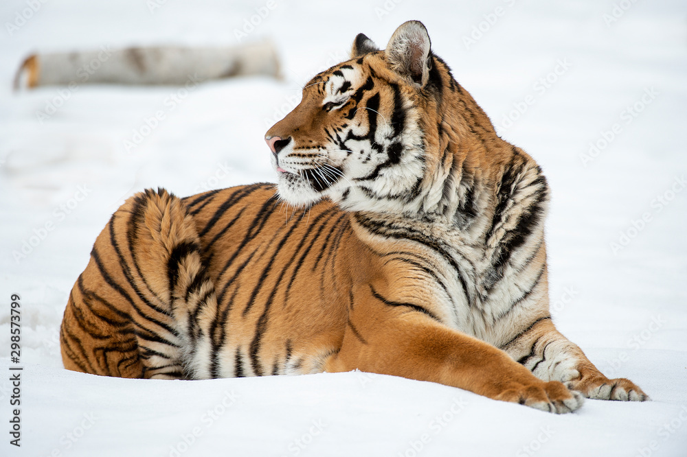Fototapeta premium Siberian tiger in Snow