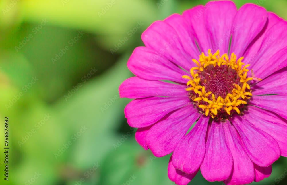 Colorful of zinnia violacea flowers blooming in garden on sunset time,Soft focus and blur background, Beautiful of nature. Colorful of zinnia violacea flowers blooming in garden on sunset time,Soft focus and blur background, Beautiful of nature.