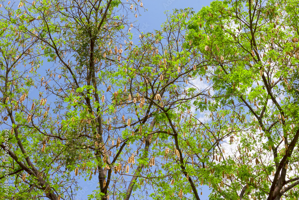 Albizia lebbeck tree