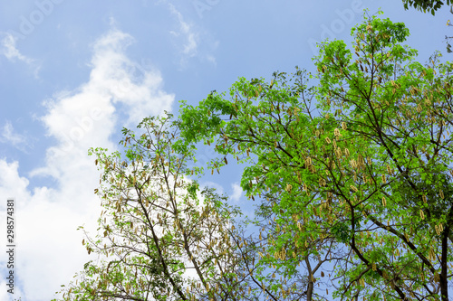 Albizia lebbeck tree