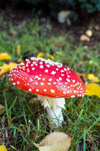 spotted red mushroom with half dome shaped cap grown on yellow leaves covered green grassy field.