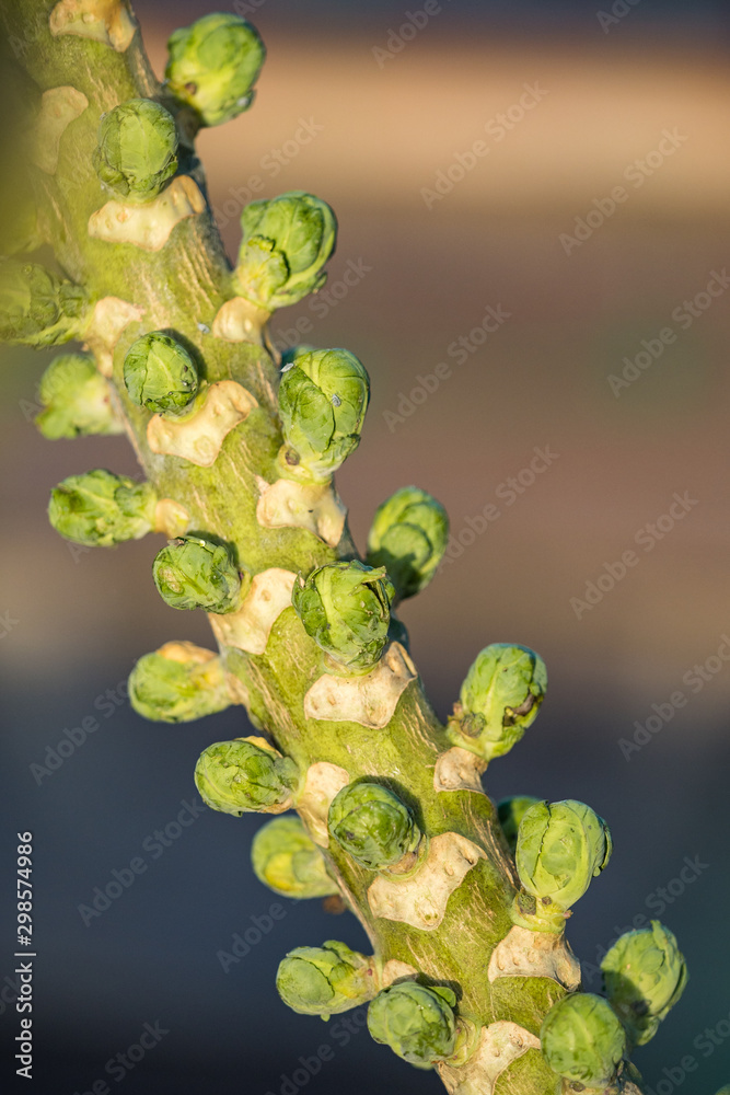 dense green Brussels sprout grown on single branch under the sun in the garden dense green Brussels sprout grown on single branch under the sun in the garden