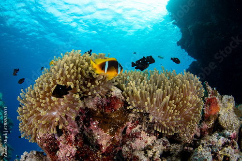 Red Sea clownfish, Amphiprion bicinctus closeup