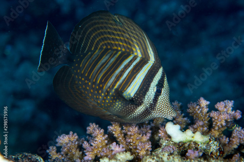 Closeup of Zebrasoma desjardinii, the Red Sea sailfin tang, on the coral reef in Egypt