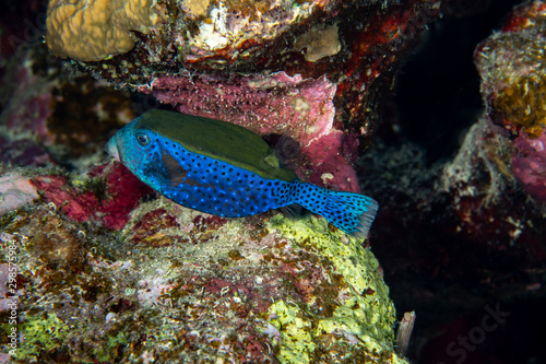 Arabian Boxfish, Ostracion cyanurus photo