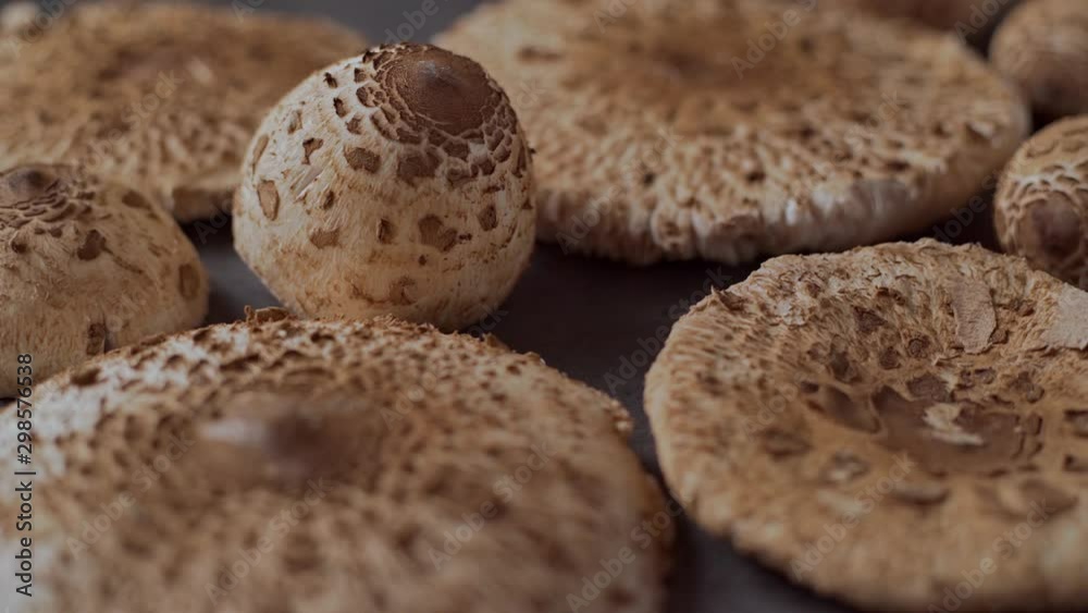 Hand picked mushrooms Macrolepiota procera on the table, slide, close up Hand picked mushrooms Macrolepiota procera on the table, slide, close up
