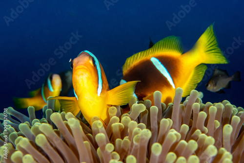 Red Sea clownfish, Amphiprion bicinctus closeup photo