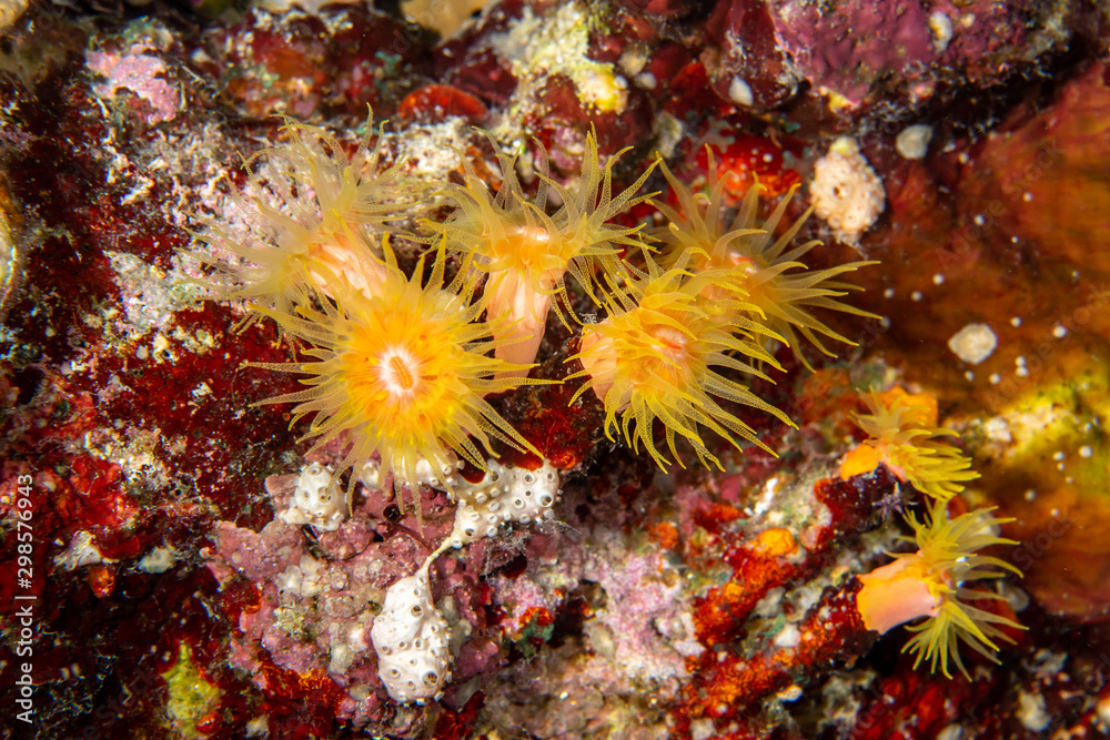 Macro shot of a cup coral (prob Tubastraea sp) on a motley background
