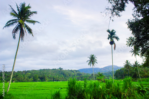 paddy fields in bengkulu asia indonesia, beauty color and sky natural light in the morning cloudy