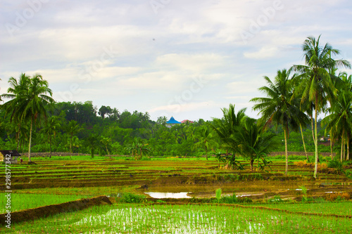 morning sunrise at paddy fields in north bengkulu asia indonesia, beauty color and sky natural light summer season