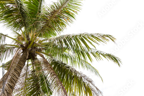 Coconut Tree Isolated on White background