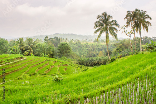 landscape rice fields asia, green paddy fields daylight time