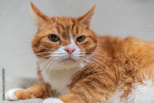 Portrait of a domestic cat in a photo studio on a gray background.