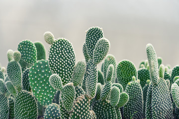 Gordijnen Cactus Opuntia cactus op zonnige boerderij  © visitr
